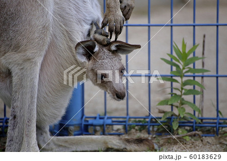 大牟田市 大牟田動物園 カンガルー、 大牟田市 大牟田動物園 カンガルー、 60183629