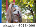Small breed of cute dog. 60184099