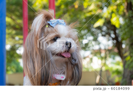 Small breed of cute dog. 60184099