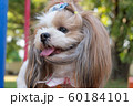 Small breed of cute dog. 60184101