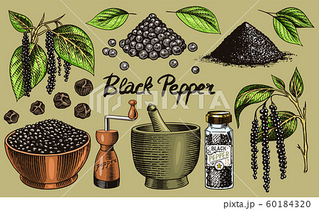 Black pepper set in Vintage style. Mortar and pestle, Allspice or peppercorn, Mill and dried seeds Black pepper set in Vintage style. Mortar and pestle, Allspice or peppercorn, Mill and dried seeds 60184320