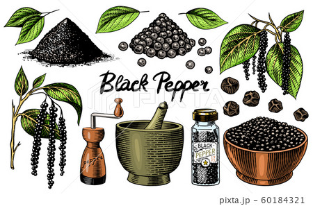 Black pepper set in Vintage style. Mortar and pestle, Allspice or peppercorn, Mill and dried seeds Black pepper set in Vintage style. Mortar and pestle, Allspice or peppercorn, Mill and dried seeds 60184321