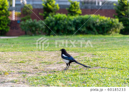 鳥 公園 パーク 60185233