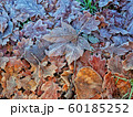 Frosty Leaves 60185252