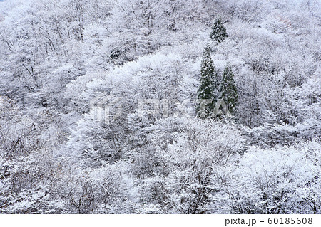 新雪の雑木林　雪化粧　初冬　初雪　新雪　雑木林 60185608