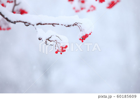 初冬の木の実　初冬　初雪　新雪　赤い実　ナナカマド　木の実 60185609