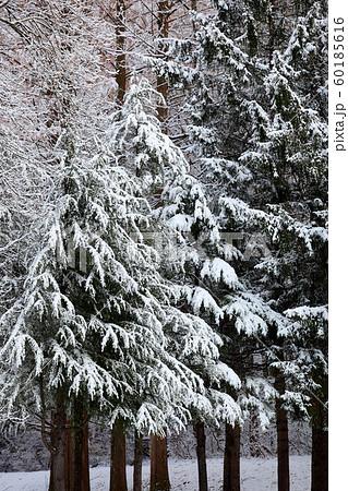 初冬の樹木 雪化粧 初冬 初雪 新雪 初冬の樹木 雪化粧 初冬 初雪 新雪 60185616