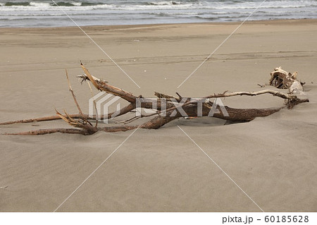 砂浜に流れ着いた流木 砂浜に流れ着いた流木 60185628