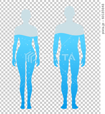 Human body water ratio 60185648