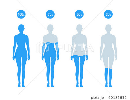 人体の水分割合の図　女性 60185652