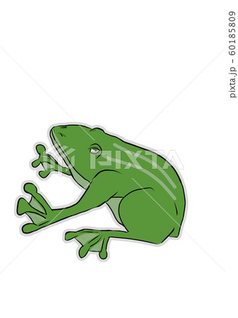 緑色のカエル 60185809