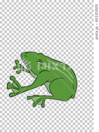 緑色のカエル 60185809