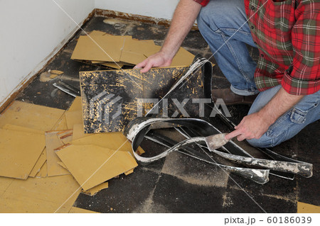 Old vinyl tiles removal from floor in a room or 60186039