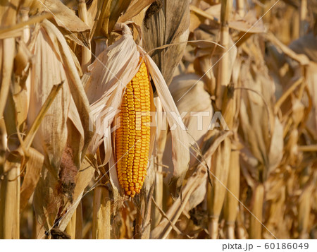 Corn crop ready for harvest 60186049