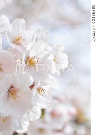サクラ 60186389
