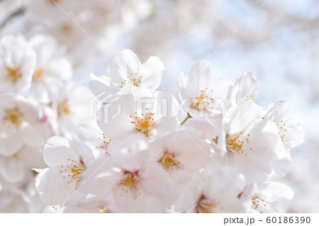 サクラ 60186390