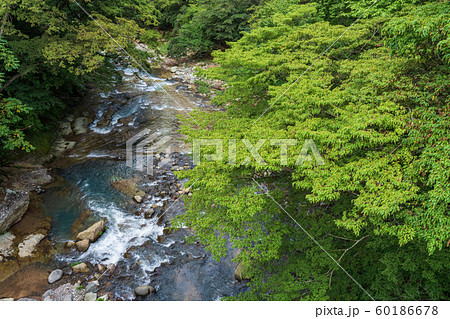 栃木県那須塩原市　塩原温泉　鹿股川　（8月） 60186678