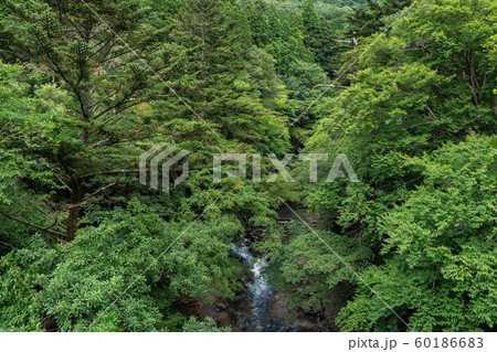 栃木県那須塩原市　塩原温泉　鹿股川　（8月） 60186683