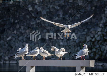 【名古屋城のお堀に 冬の使者ユリカモメ】　人気の立て看板上にて 「もう。無理だから！！」 60188654