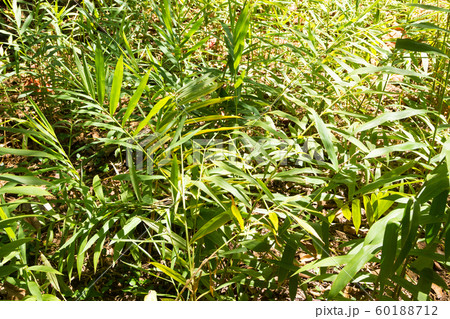 Ginger cultivation from Zanzibar, Tanzania. Spices Ginger cultivation from Zanzibar, Tanzania. Spices 60188712