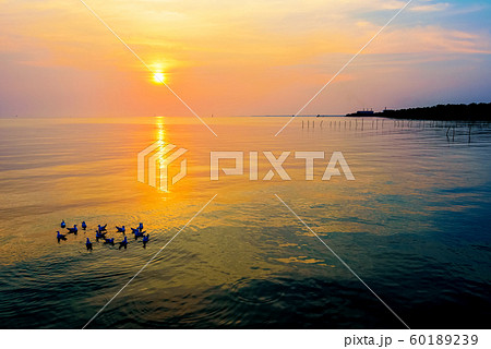Flock of seagulls floating in the sea at sunset 60189239