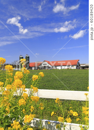 春のマザー牧場  60189420