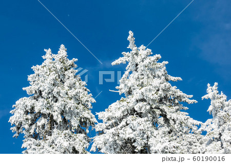 Winter with snow in the Giant Mountains, Czech Winter with snow in the Giant Mountains, Czech 60190016
