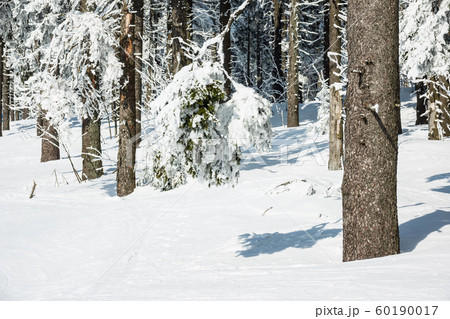 Winter with snow in the Giant Mountains, Czech Winter with snow in the Giant Mountains, Czech 60190017