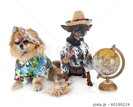 miniature pinscher and spitz miniature pinscher and spitz 60190224