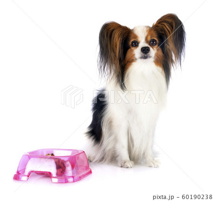 papillon dog in studio 60190238