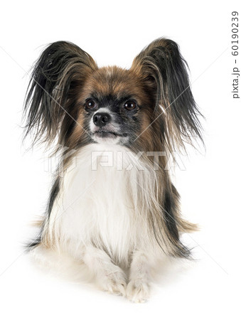 papillon dog in studio 60190239