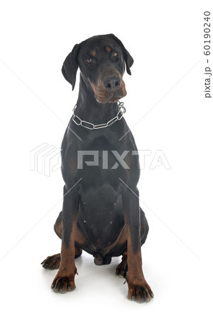 doberman pinscher in studio 60190240