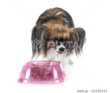 papillon dog in studio 60190241