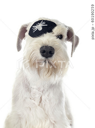 Miniature Schnauzer In Studioの写真素材 Miniature Schnauzer In Studioの写真素材