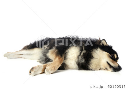 Finnish Lapphund in studio 60190315