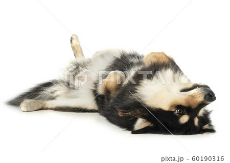 Finnish Lapphund in studio 60190316