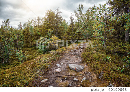Trail in the mixed forest. Summer landscape. North 60190848
