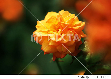 バラ オレンジ色の花 バラ オレンジ色の花 60191476