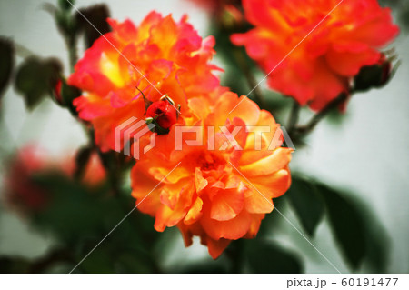 バラ　オレンジ色の花 60191477