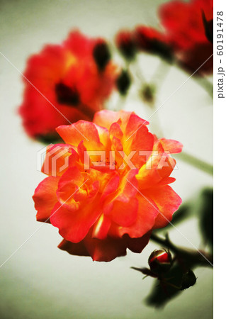 バラ　オレンジ色の花 60191478