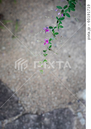 常寂光寺、萩の一枝 60191719