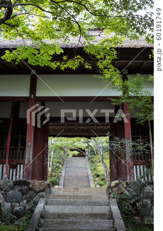 常寂光寺、仁王門に青もみじ 60191749