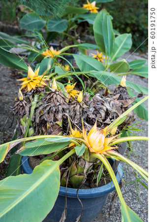 常寂光寺、希少植物「地湧金蓮」の鉢植えに黄色い花 60191750