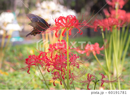 平野神社、紅白のヒガンバナにクロアゲハ 60191781
