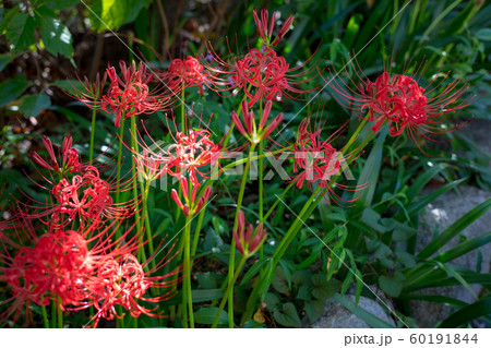 引接寺・千本ゑんま堂、境内に満開のヒガンバナ 引接寺・千本ゑんま堂、境内に満開のヒガンバナ 60191844