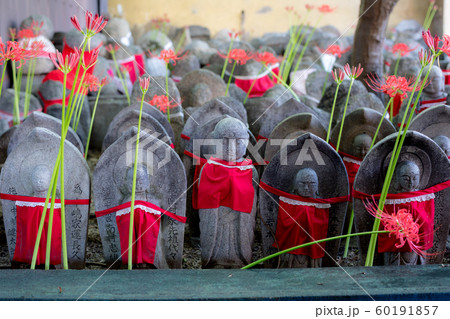 引接寺・千本ゑんま堂の地蔵と真っ赤な彼岸花 60191857