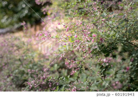 萩の霊場・迎称寺（迎稱寺）、朽ちかけた土塀に萩の花 60191943