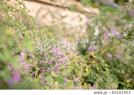 萩の霊場・迎称寺（迎稱寺）、朽ちかけた土塀に萩の花 60191953