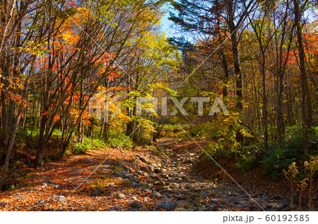 秋のトムラウシ 秋のトムラウシ 60192585