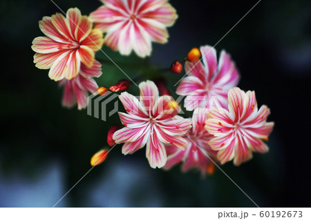 イワハナビ　紅色の花 60192673